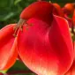 flordelceibo
